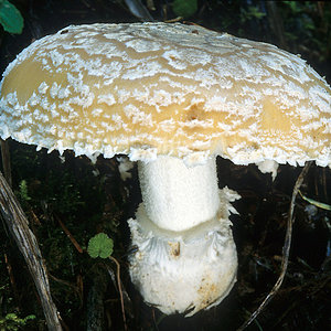 9.1 Amanita gemmata (mgw-01).jpg