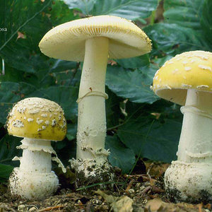 9.3 Amanita gemmata AMANITA_JUNQUILLEA_-_810_ancho.jpg