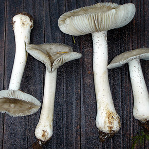 10.1 Amanita farinosa _ssThiers_2203_Pastorino.jpg