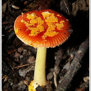 11.1 Amanita xanthocephala _Bunyip070513-3101.jpg