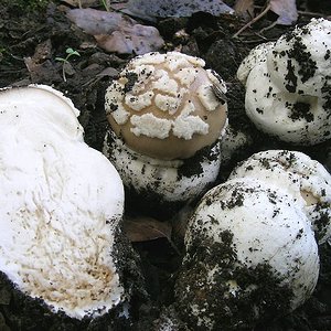 13.2 Amanita gioiosa post-1526-1150714742.jpg