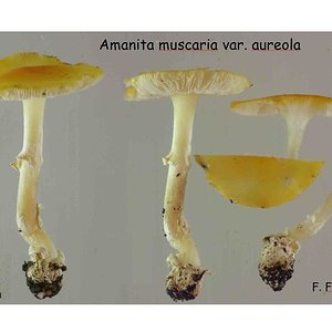 Amanita muscaria var. aureola _1.jpg