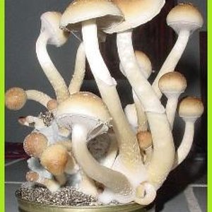 229_421-magic-mushrooms.jpg