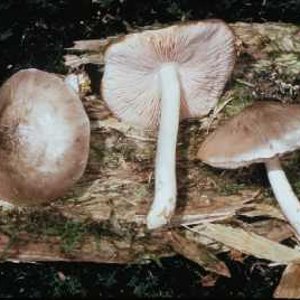 Pluteus salicinus by by Michael W. Beug 30.jpg