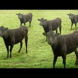 cows & cows & cows - YouTube