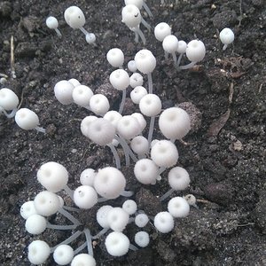 Buquê de Cogumelos