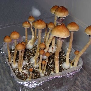 Cultivo Fácil de Cogumelos Alucinógenos - 2003 (legendado)