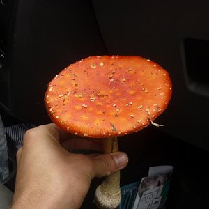 amanita indio_640x480.jpg