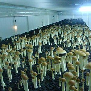 cogumelos-1.jpg