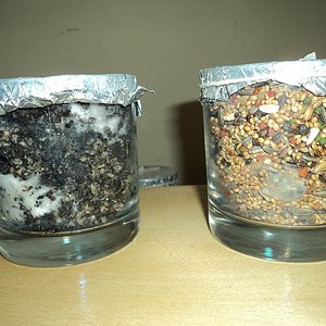 humos vermiculita e arroz integral - sementes para passaros.jpg