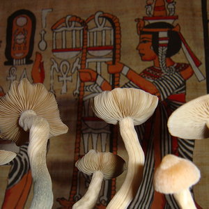 psilocybe-zapotecorum 009.JPG