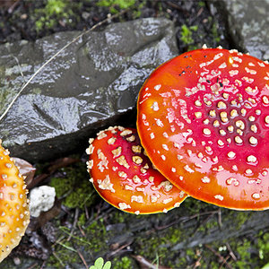 mushrooms amanitas.jpg