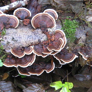 mushrooms 12-8-12 010.jpg