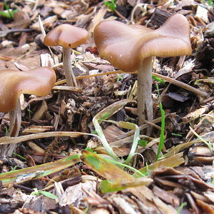 mushrooms 12-8-12 053.jpg