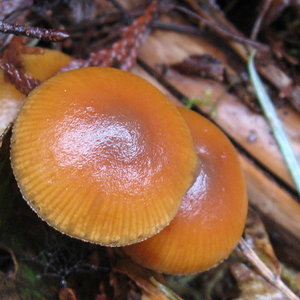 mushrooms 12-8-12 027.jpg