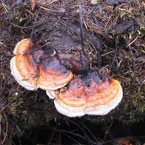 mushrooms 12-8-12 031.jpg
