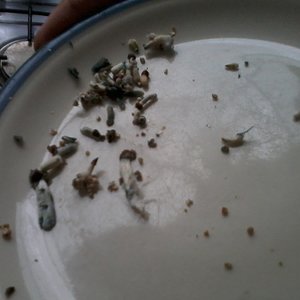 2012-12-28 18.09.13.jpg