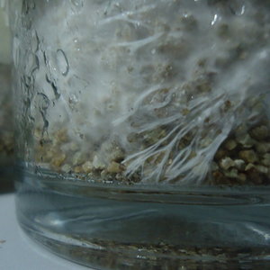miscelio vermiculita.JPG
