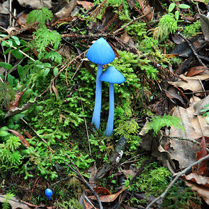 blue mushroom Entoloma hochstetteri 3.jpg