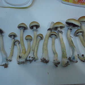 3ºflush vaca e 2ºflush 2.JPG