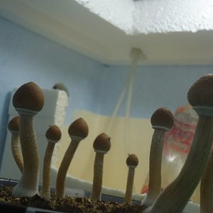 5ºflush casingrande6.JPG