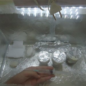 inoculando thainamuang.JPG