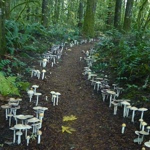 Mushroom Trail cropped.JPG