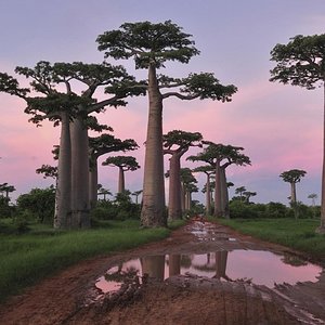 Madagascar_baobabsTree.jpg