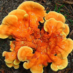 750-fungi-in-redwood-national-park.jpg