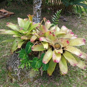 bromelias1.jpg