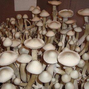 GWM-Nsanestrane-Shroomtalk-008.jpg