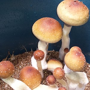 Cogumelos de polaina