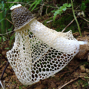 Cogumelo véu de noiva (Phallus indusiatus)