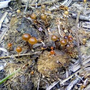 Cogumelos em esterco de cavalo