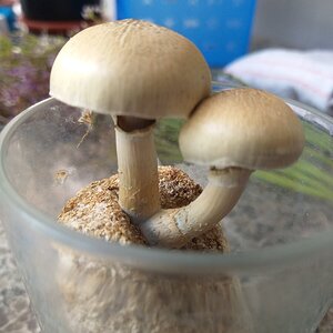 Cogumelos Outdoor Micélio Peladão