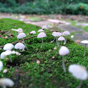 Cogumelos brancos misteriosos