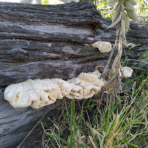 Cogumelo em tronco