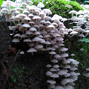 Cogumelos brancos misteriosos