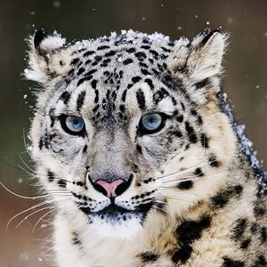 snow_leopard-normal.jpg