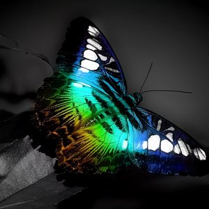 colorful_butterfly-normal.jpg
