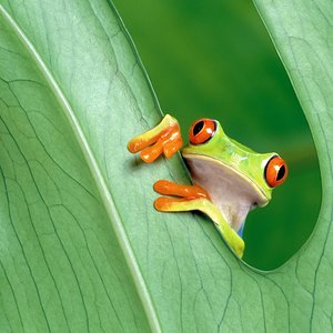 frog-wide.jpg