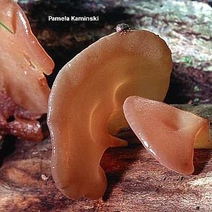 awww.mushroomexpert.com_images_kaminski_kaminski_auricularia_auricula.jpg