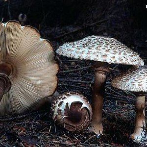 awww.mushroomexpert.com_images_kaminski_kaminski_chlorophyllum_rhacodes_01.jpg