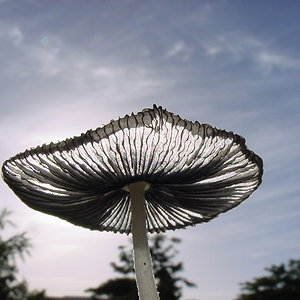 aupload.wikimedia.org_wikipedia_commons_7_75_Backlit_mushroom.jpg