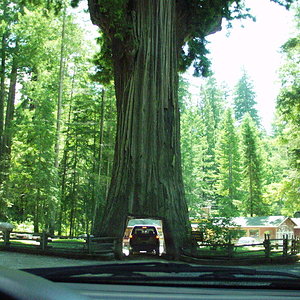 aupload.wikimedia.org_wikipedia_commons_a_a9_Car_inside_tree.jpg