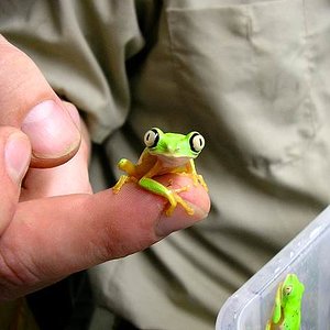 awww.amphibiancare.com_frogs_gallery_images_henryvilaszoo_public_22.JPG