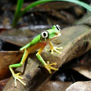 awww.amphibiancare.com_frogs_gallery_images_henryvilaszoo_public_23.JPG