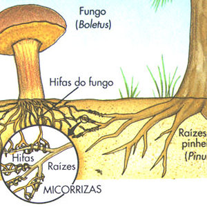 awww.biologia.blogger.com.br_micorrizas_20foto_209.jpg
