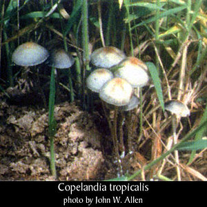 awww.erowid.org_plants_mushrooms_images_archive_panaeolus_tropicalis1.jpg