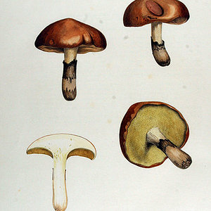 aupload.wikimedia.org_wikipedia_commons_thumb_e_e0_Boletus_lut2e057ff9afaba3ea34fa7cd445966b8b.jpg